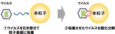 <本開発品のウイルス不活化原理>（推定）