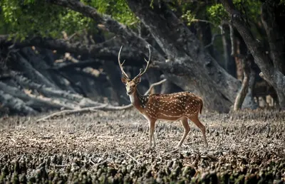 এসি শীপে সুন্দরবন ভ্রমণে বৃত্ত (অক্টোবর)