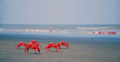 সাগরকন্যা কুয়াকাটা ভ্রমণে বৃত্ত