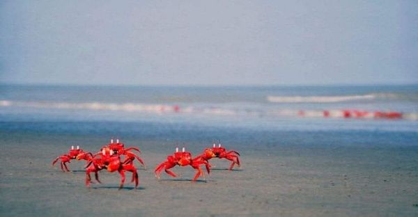 সাগরকন্যা কুয়াকাটা ভ্রমণে বৃত্ত