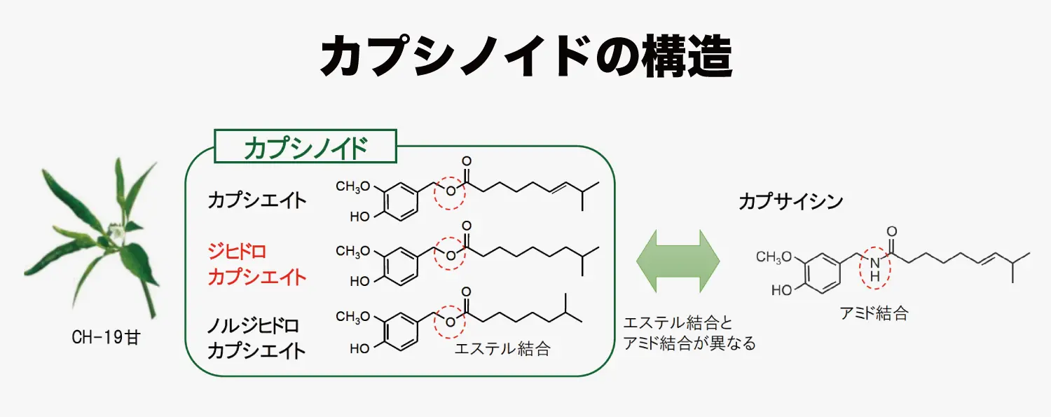 カプシノイドの構造