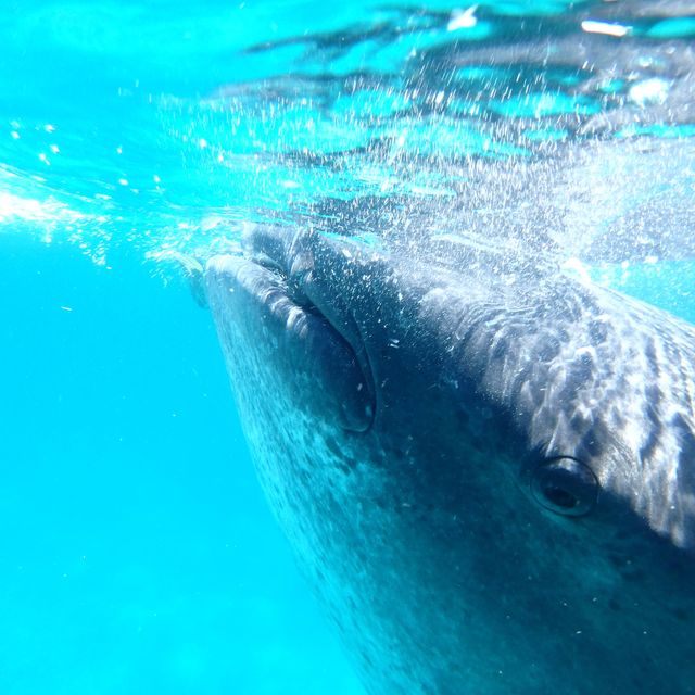 モルディブ 1000Rufiyaa ジンベイザメ ウミガメ 611637② モルディブ