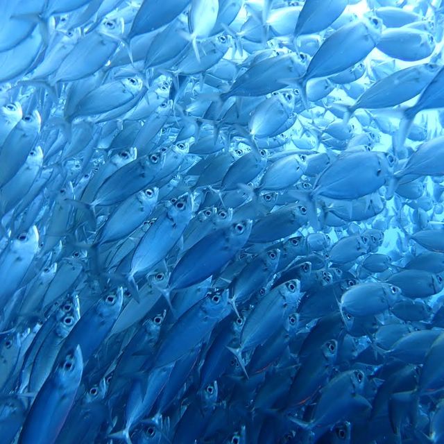 ジンベエザメ＆ モアルボアル (イワシの大群＆ウミガメ