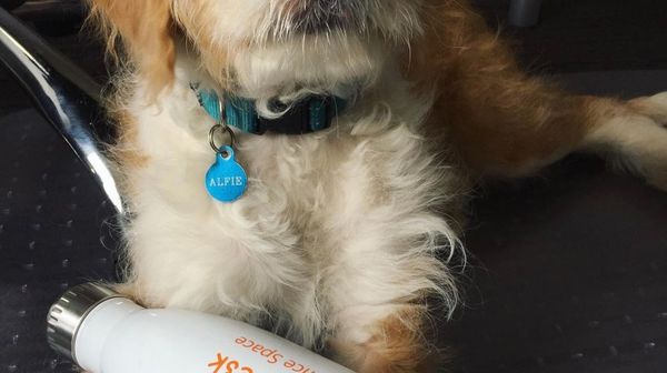 The Top 5 Pet-Friendly Coworking Spaces in Sydney