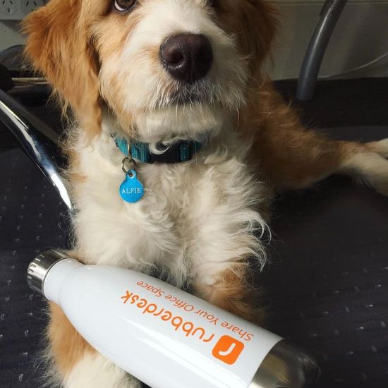 The Top 5 Pet-Friendly Coworking Spaces in Sydney