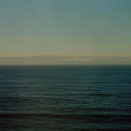 Evening trees, close up of the branches and leaves of a eucalyptus tree
