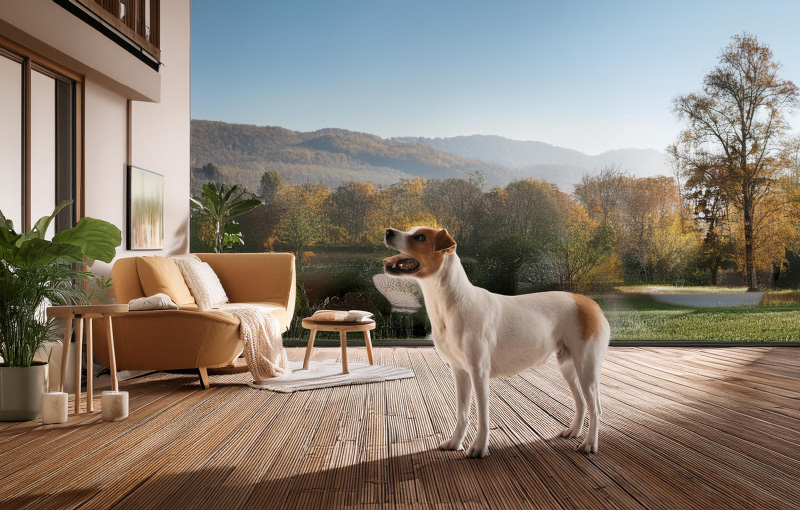Pets in My Apartment: Navigating Pet-Friendly Apartments in Japan