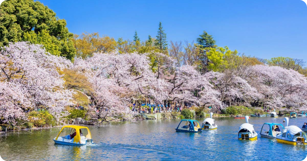 Inokashira Park during Spring