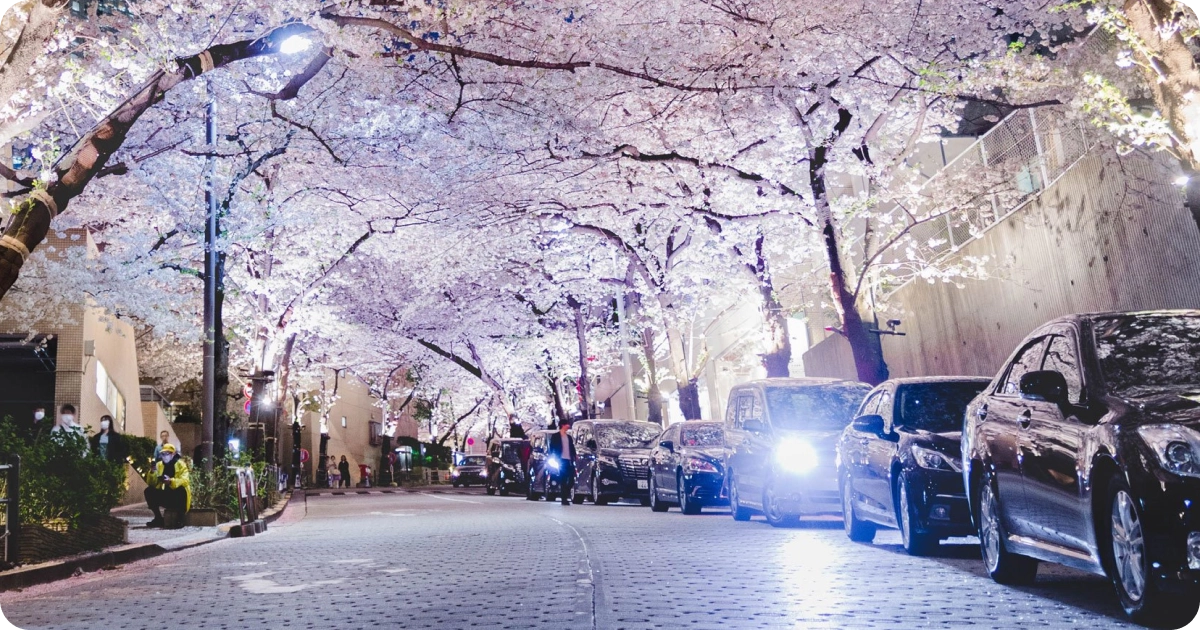 sakura in chuo.webp