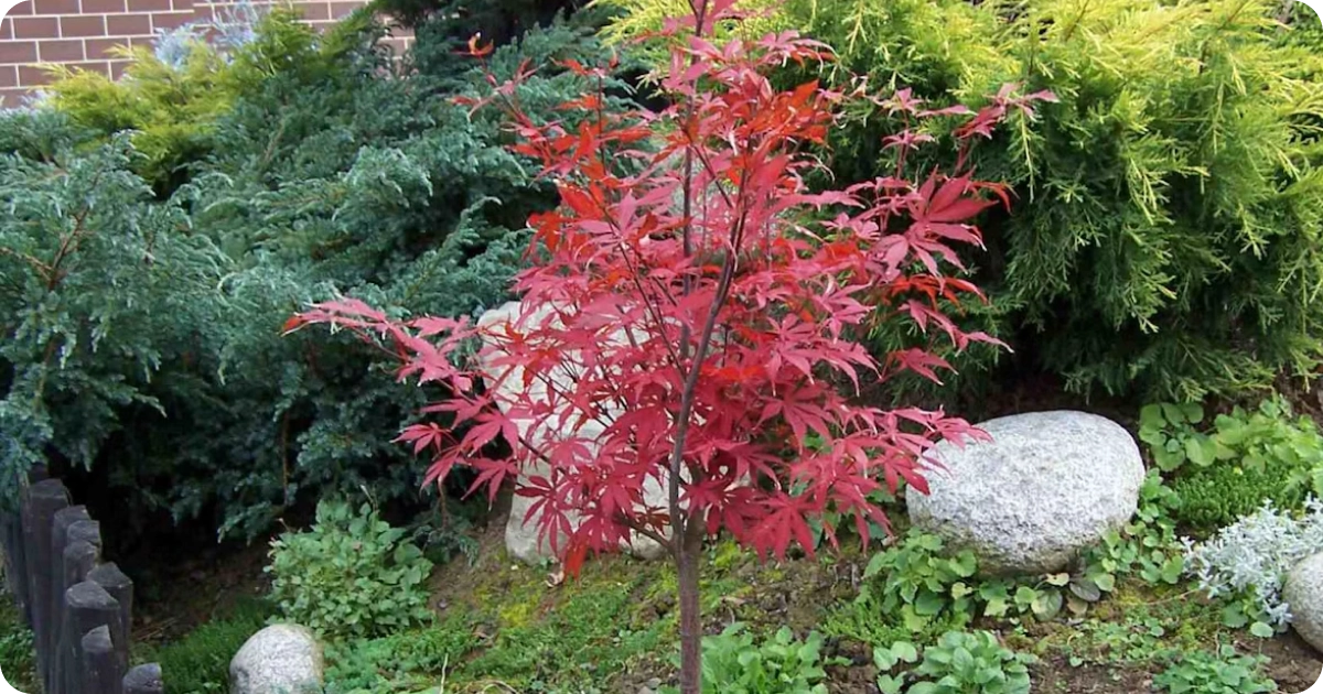 Japanee maple