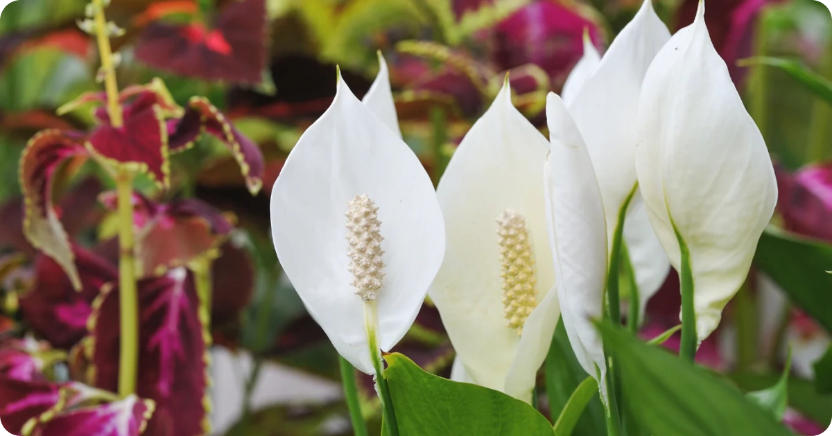 peace lilly