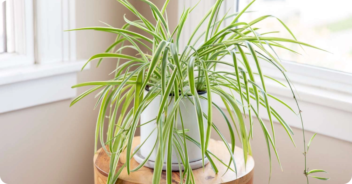 Spider plant