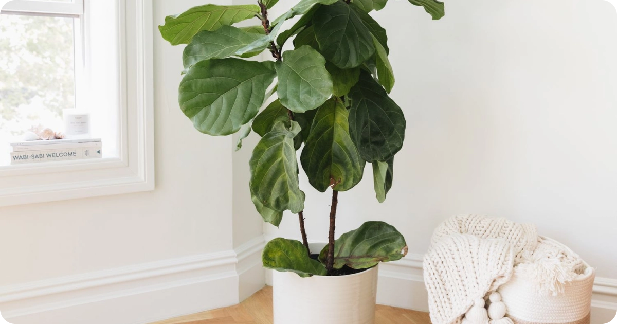 Fiddle leaf