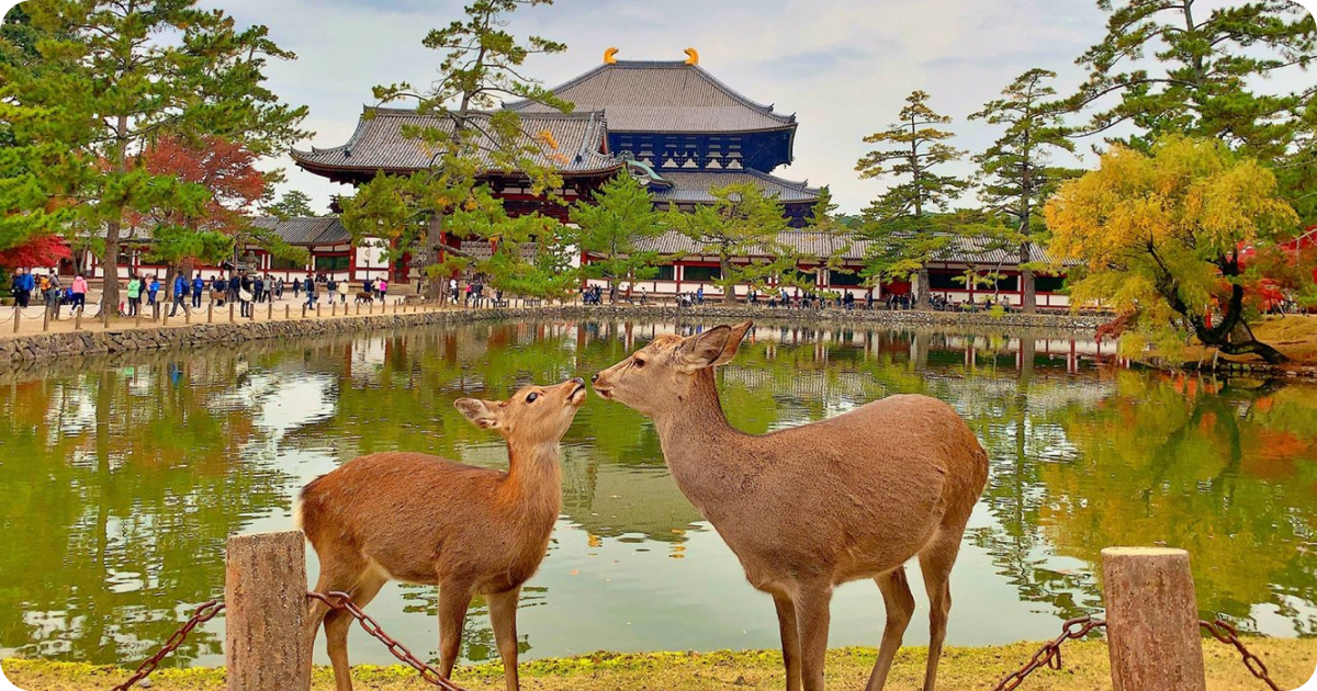 Nara, perfect for day trip from osaka