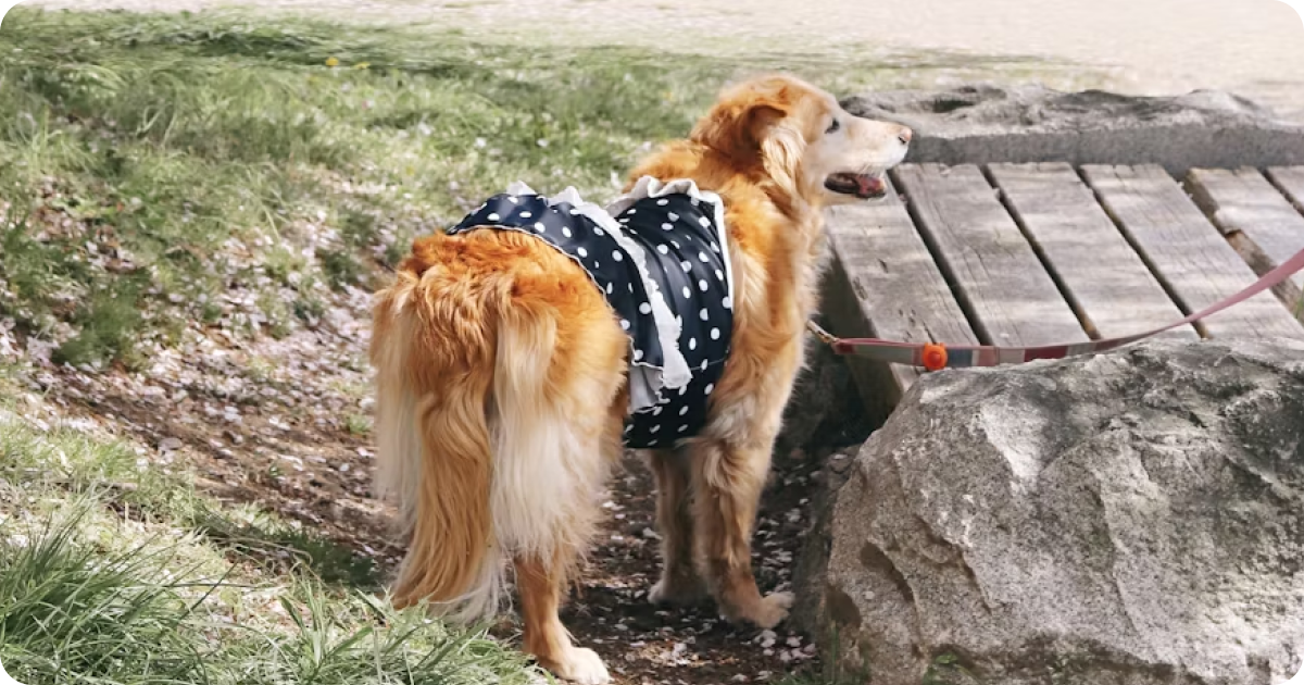 dog in futako park