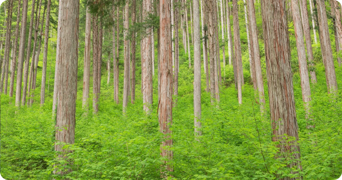 Jap Cypress trees