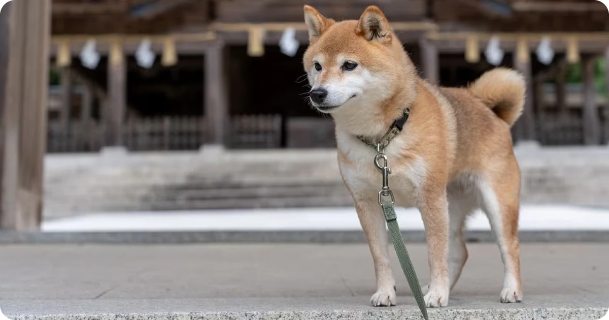 Should you adopt a dog?