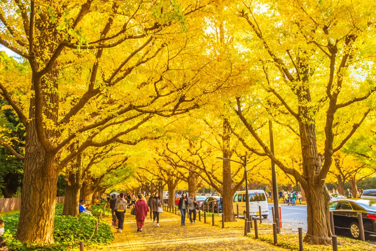 Living Near Meiji Jingu Gaien, Tokyo: A Complete Guide to Meiji Shrine's Outer Garden Neighborhood (2026)